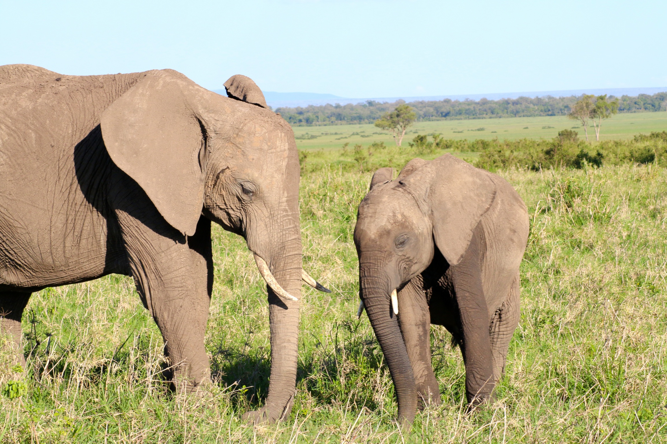 FOC Elephant and Rhino Watch Program